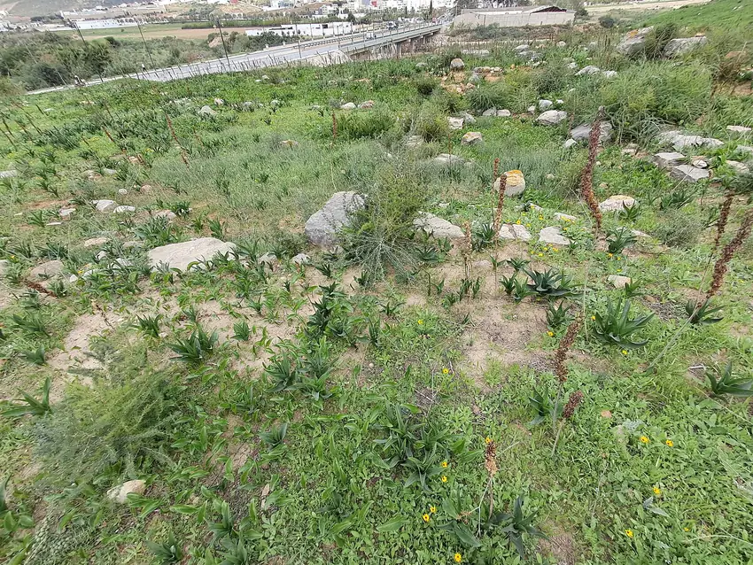 Excavated Mauretanian-period district, Tamuda Archaeological Site