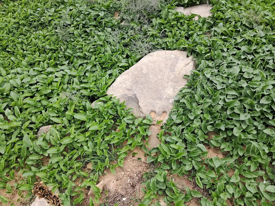 Excavated Mauretanian-period district, Tamuda Archaeological Site