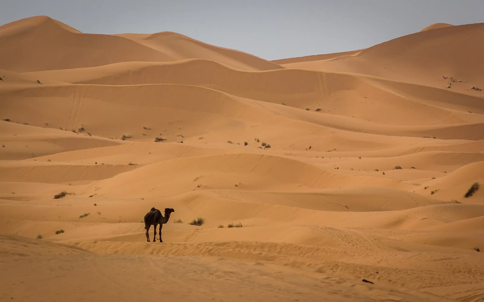 A saddled dromedary resting on the sand of Erg Chebbi
