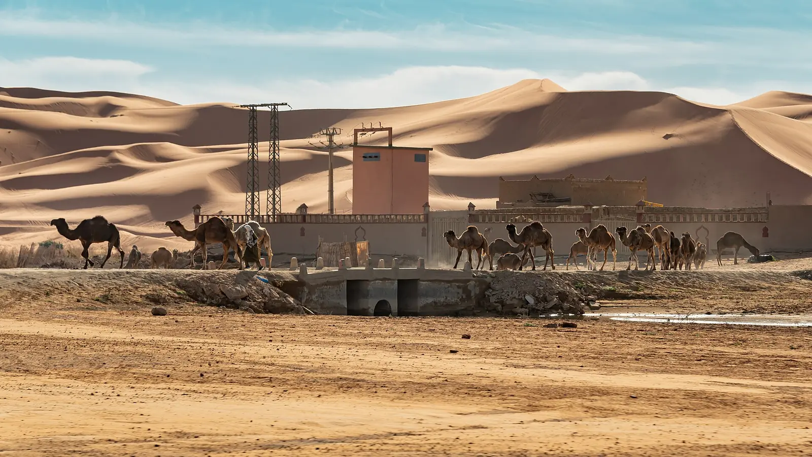 A lone camel crossing wide orange dunes in Erg Chebbi