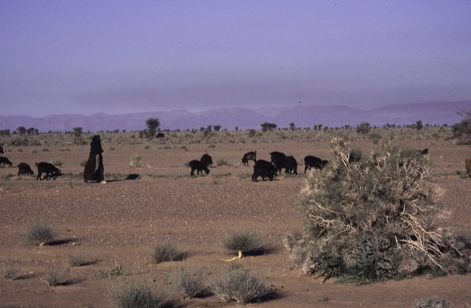 A shepherd leading black goats across the Moroccan desert