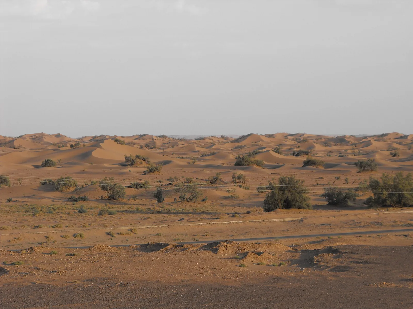Low sand dunes dotted with shrubs near M’Hamid