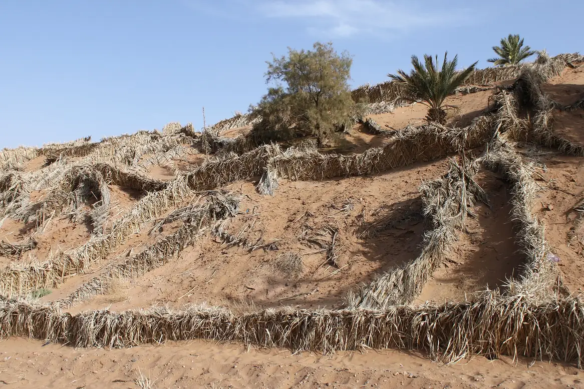 Rows of palm-frond fencing on the sand near Tinfou