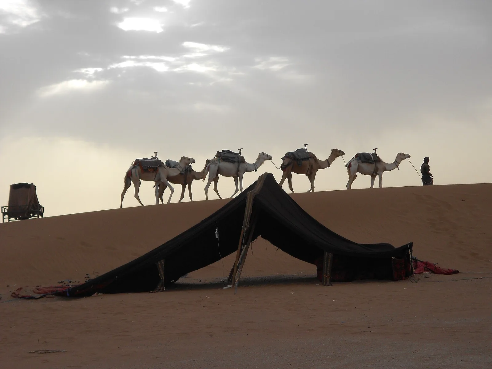 Camels beside a nomad tent at a camp in Erg Chigaga