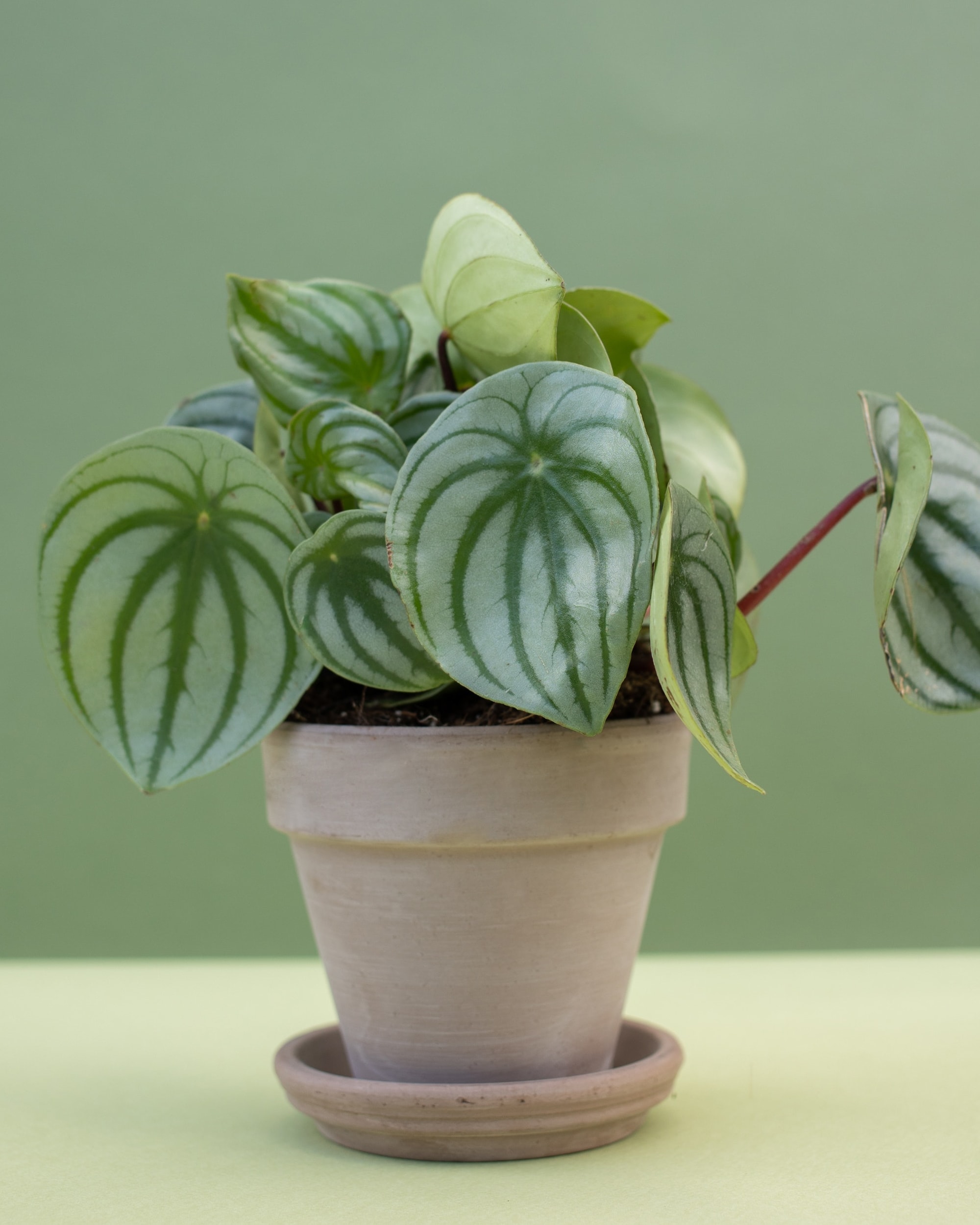Watermelon Peperomia