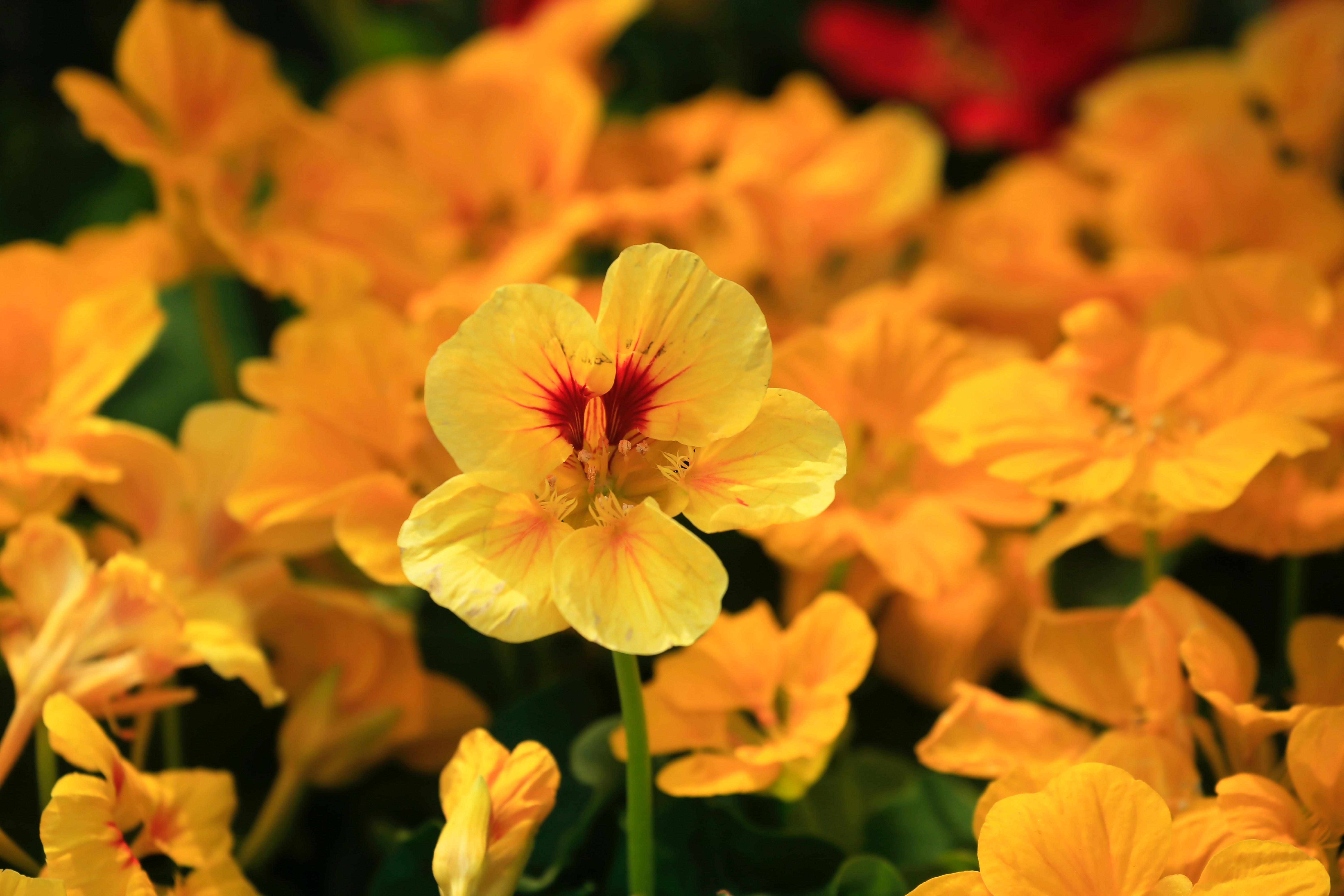 Nasturtium