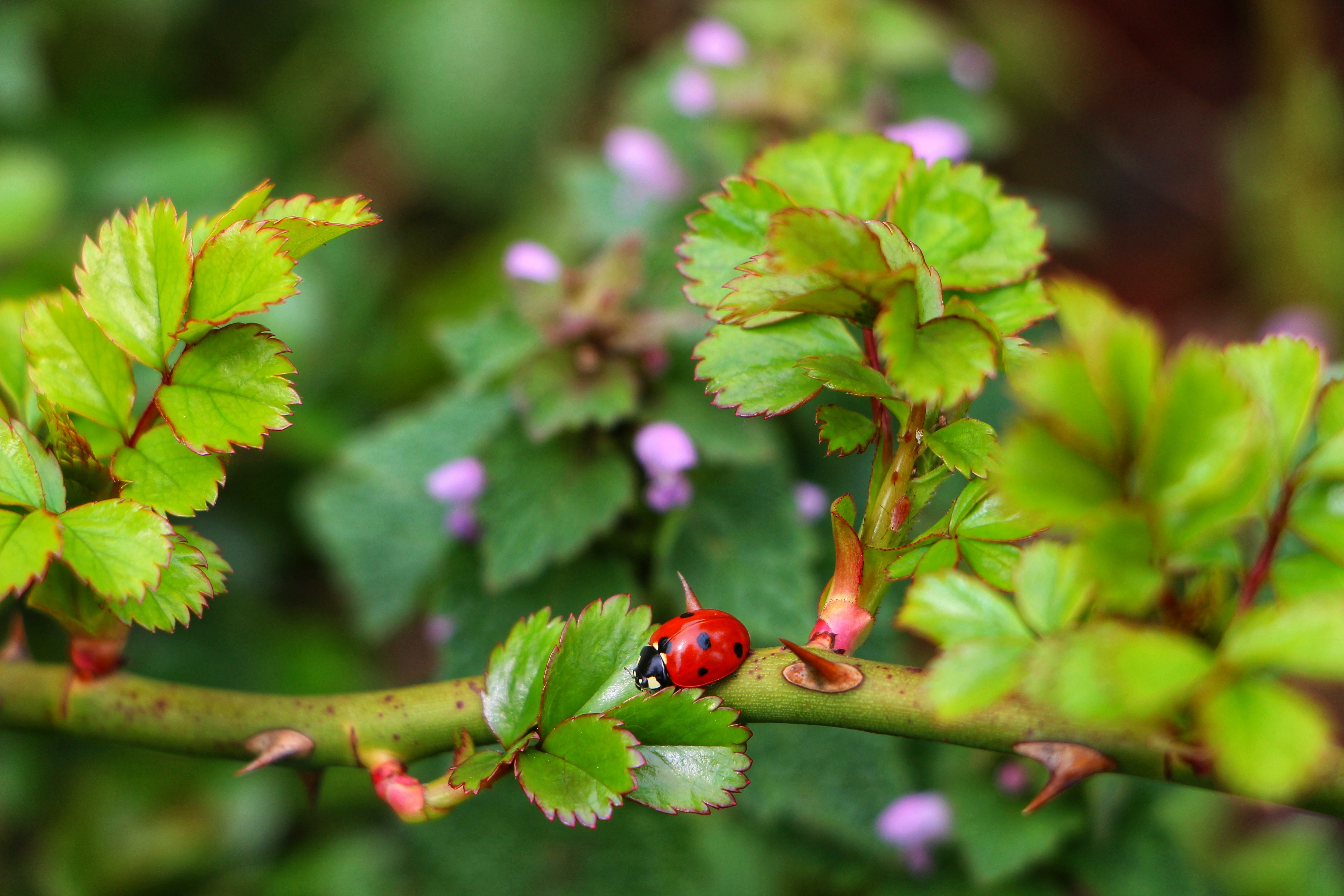 Ladybird