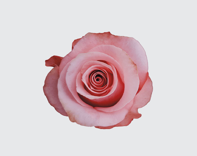  BE SWEET® by DE RUITER