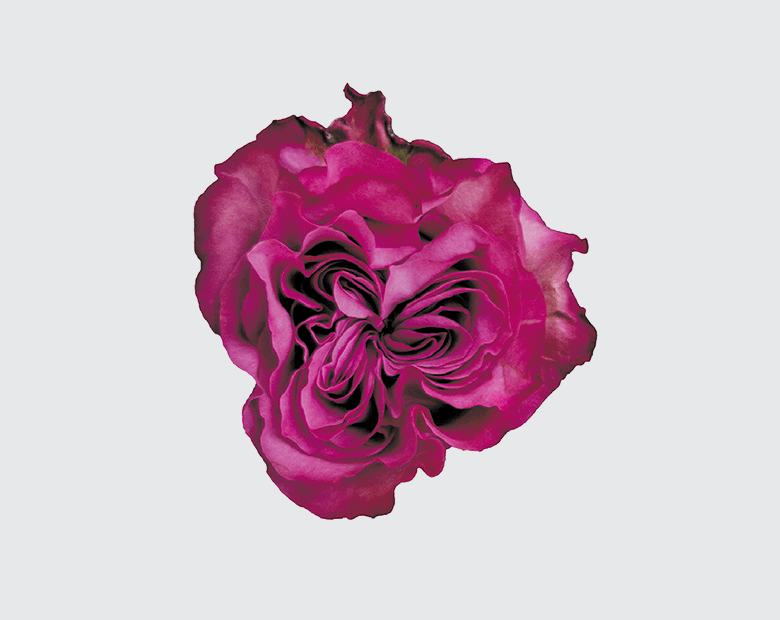 COUNTRY BLUES® by ROSEN TANTAU