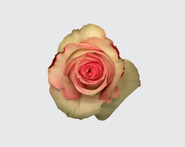 ESPERANCE® by DE RUITER