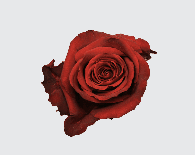 EXPLORER® by INTERPLANT