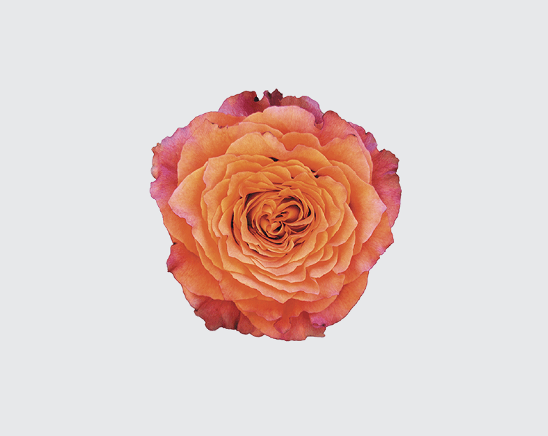 FREE SPIRIT® by ROSEN TANTAU