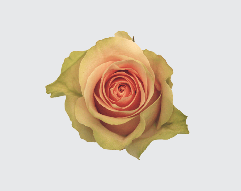 FRUTTETO® by DE RUITER