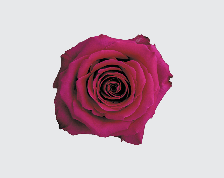 FULL MONTY® by SCHREURS