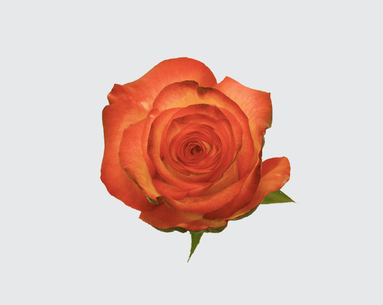 HIGH & MAGIC® by PREESMAN