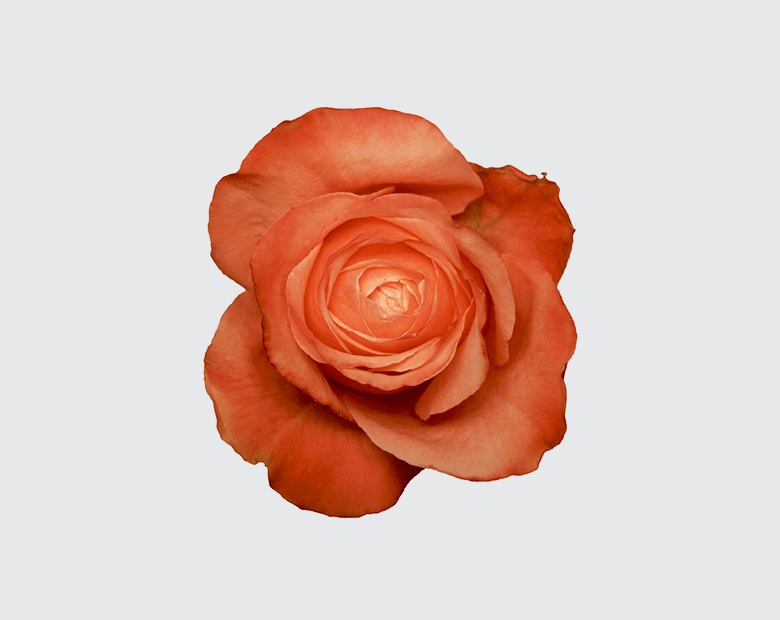 KAHALA® by BROWN BREEDING