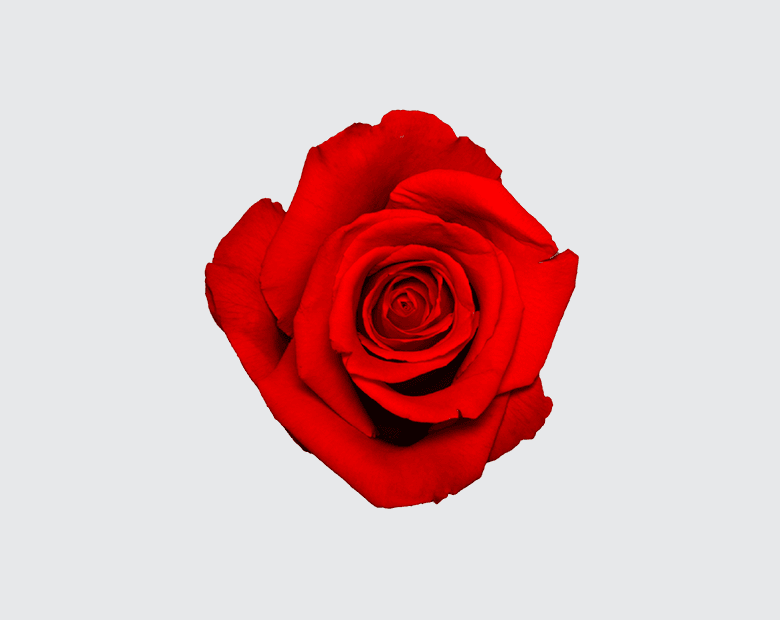 NINA® by BROWN BREEDING