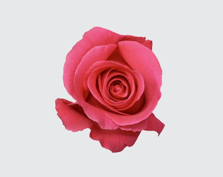 PINK FLOYD® by SCHREURS