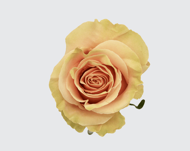 PINK MONDIAL® by KORDES