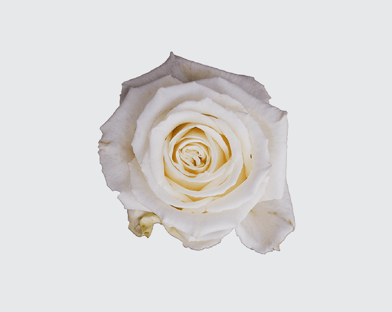 PLAYA BLANCA® by GENVIV