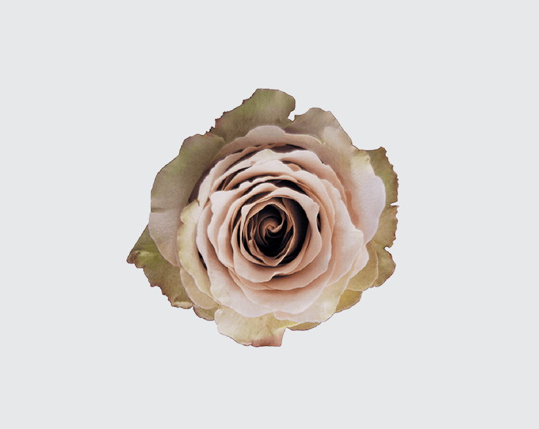 QUICKSAND® by FAZARI