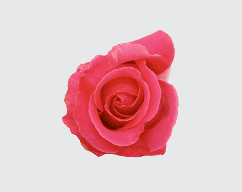 TOPAZ® by ROSEN TANTAU