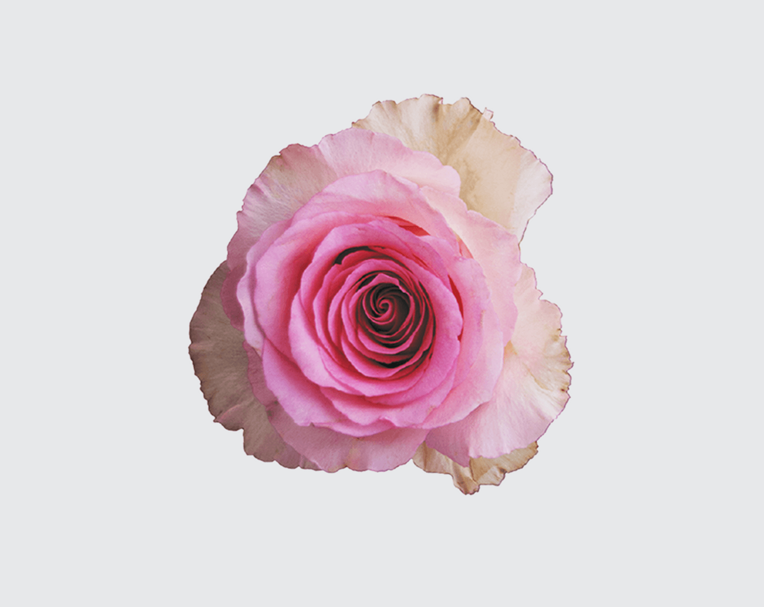 MANDALA® by DE RUITER