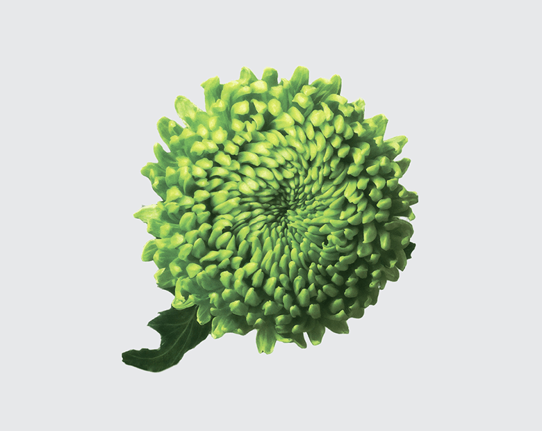 ALEMANI® by MAGNIFICA