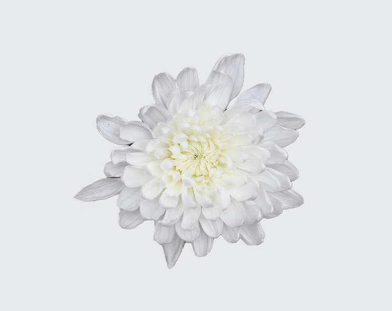 GAGARIN® by MAGNIFICA