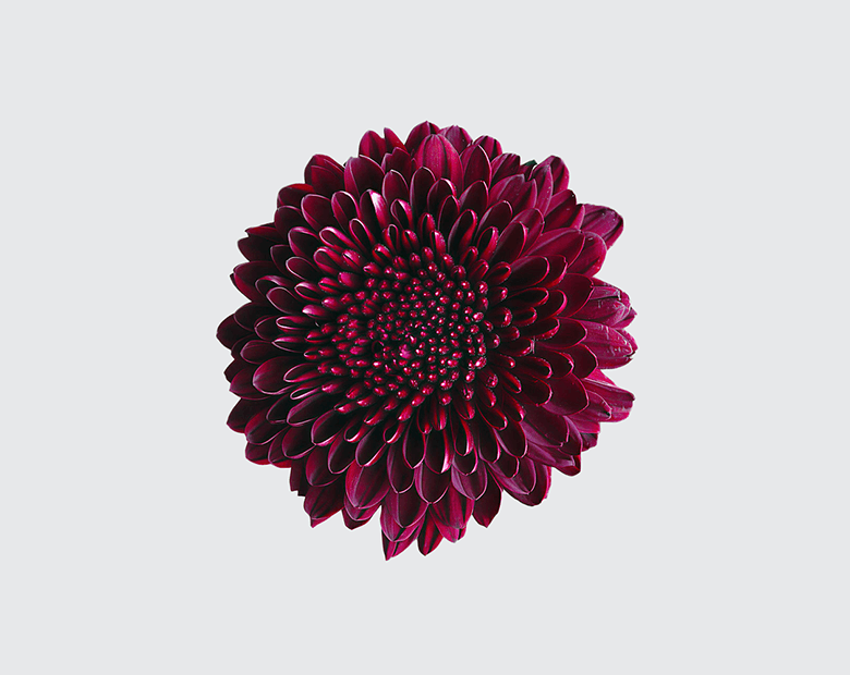 GANACHE® by MAGNIFICA