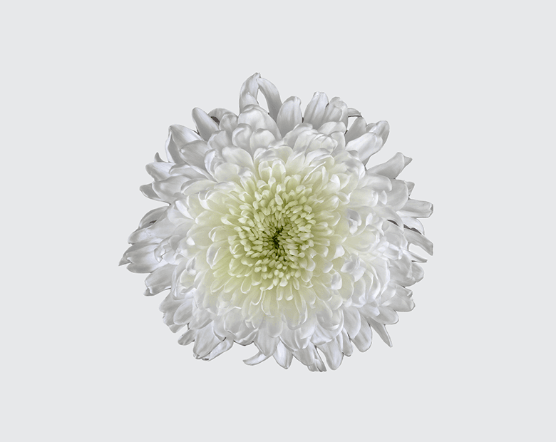 MAGNUM® by MAGNIFICA