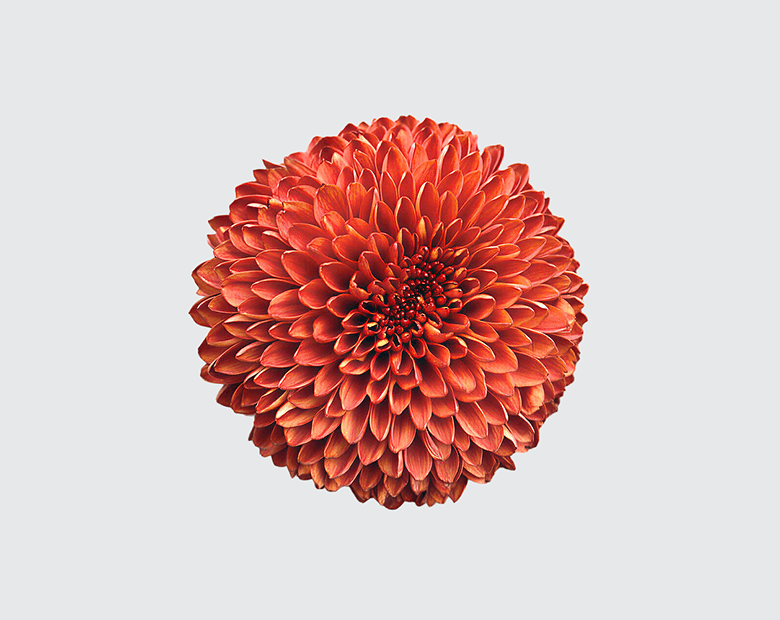 PALADOV DARK® by MAGNIFICA