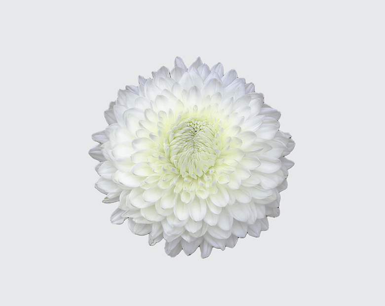 SILENT® by MAGNIFICA