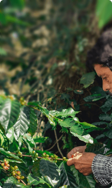 Premium Ecuadorian Roses