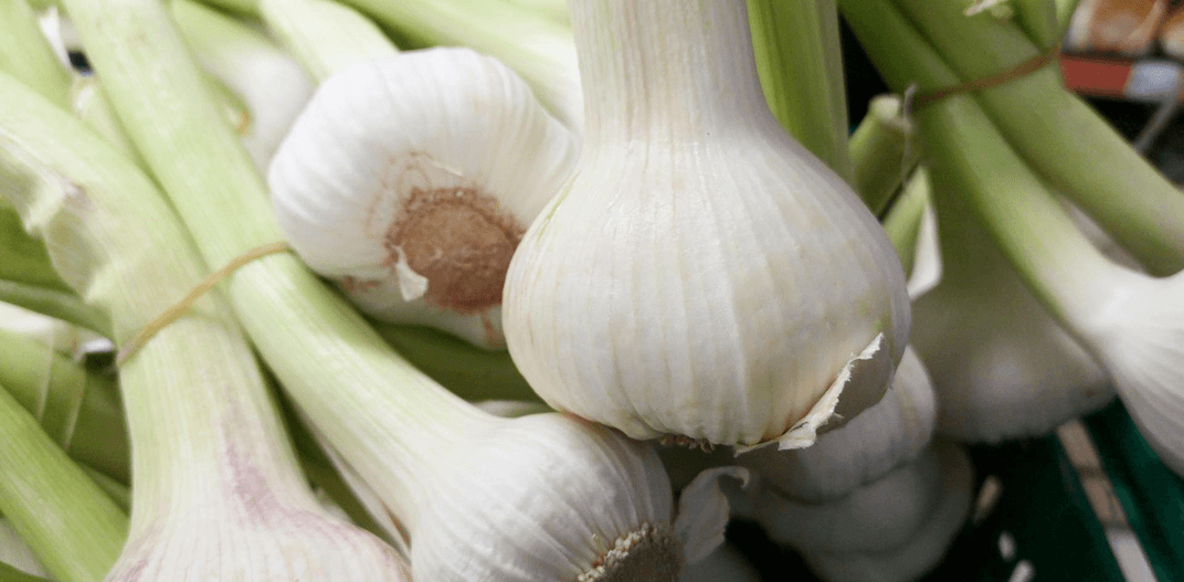 How Fresh Ecuadorian Garlic Reaches Global Distributors