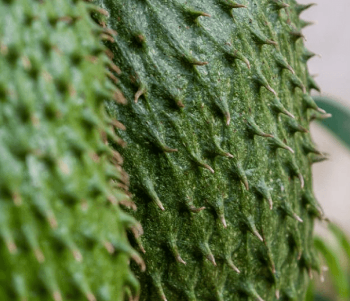 Soursop (Guanábana)