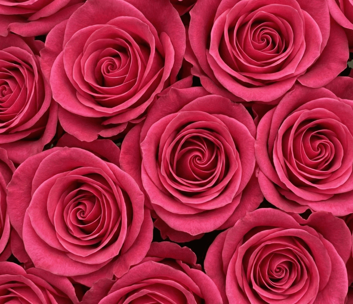 PINK FLOYD® by SCHREURS