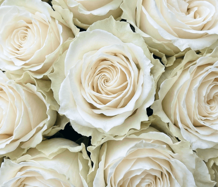 PLAYA BLANCA® by GENVIV