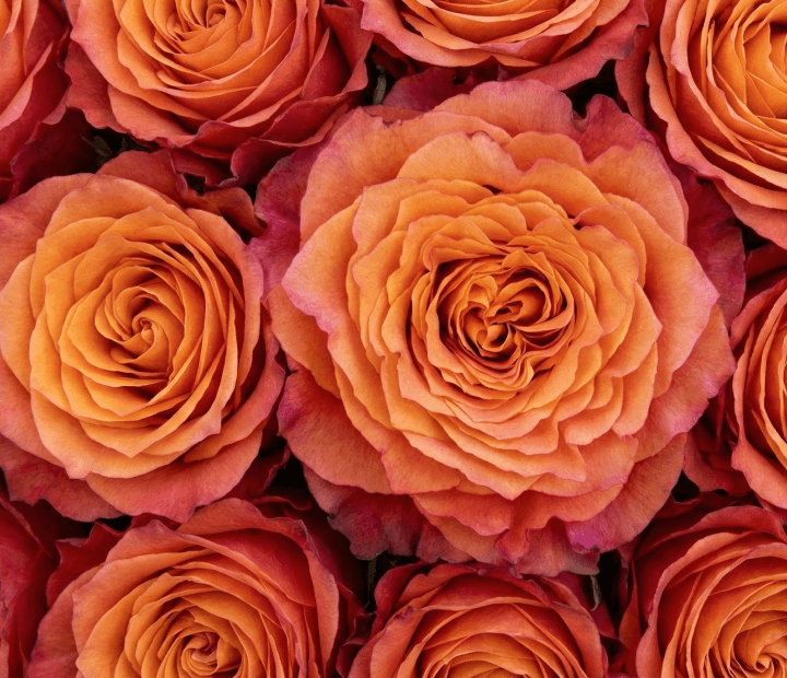 FREE SPIRIT® by ROSEN TANTAU