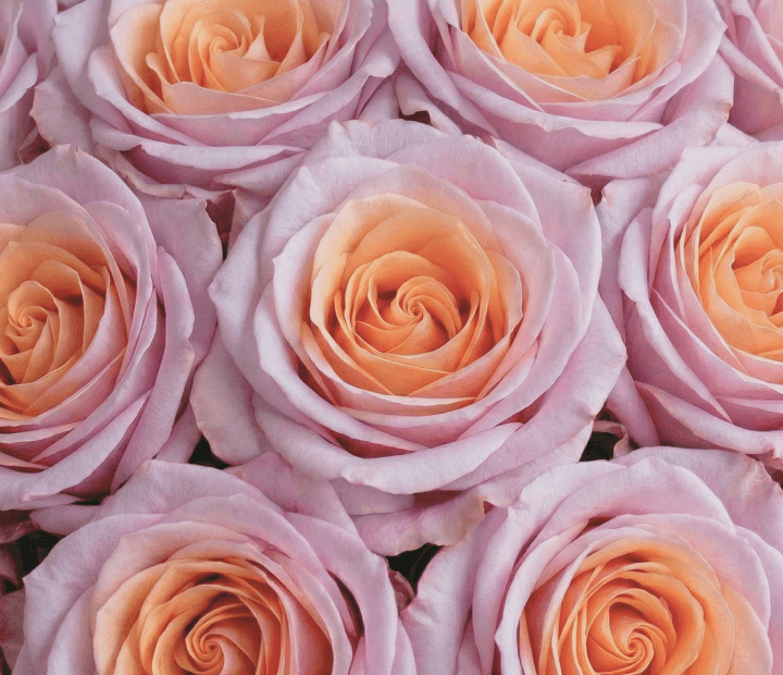 RHOSLYN® by DE RUITER