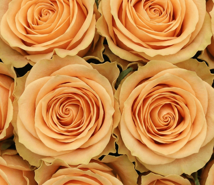 PINK MONDIAL® by KORDES