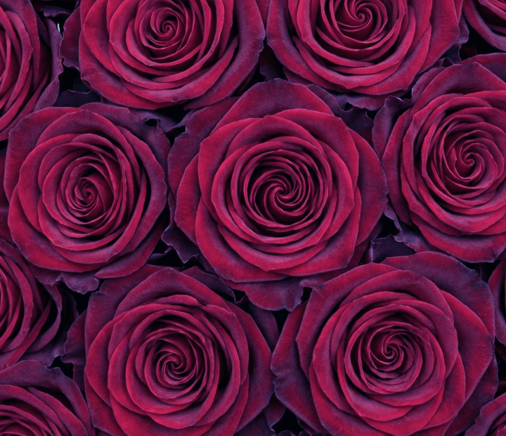 FULL MONTY® by SCHREURS