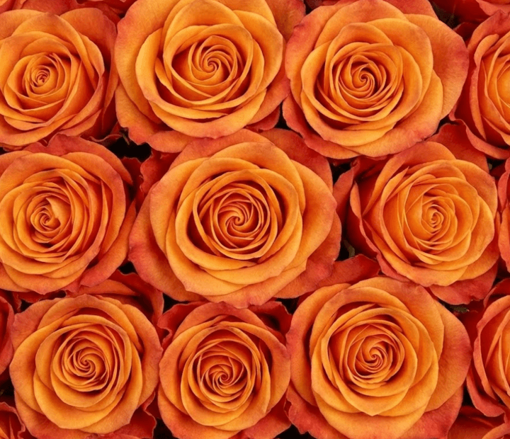 HIGH & MAGIC® by PREESMAN