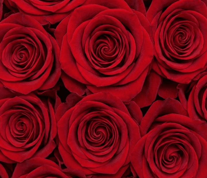 NINA® by BROWN BREEDING