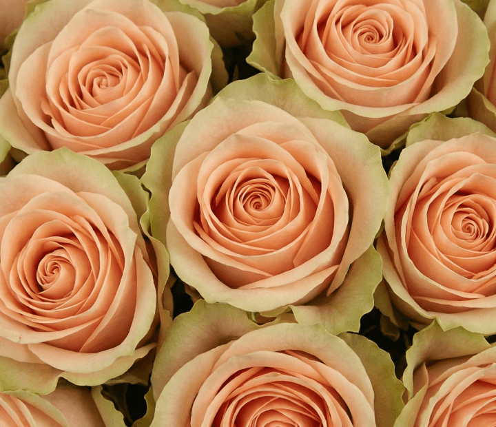 FRUTTETO® by DE RUITER