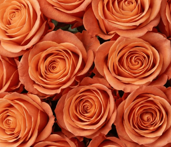 KAHALA® by BROWN BREEDING