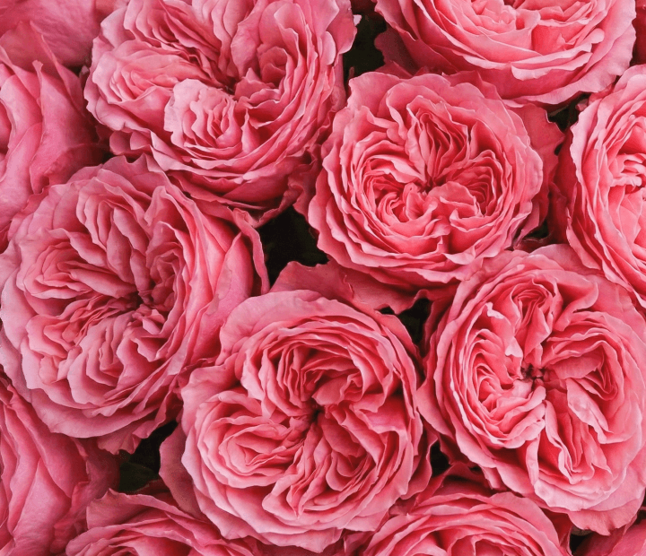 CANDY X-PRESSION® by DE RUITER