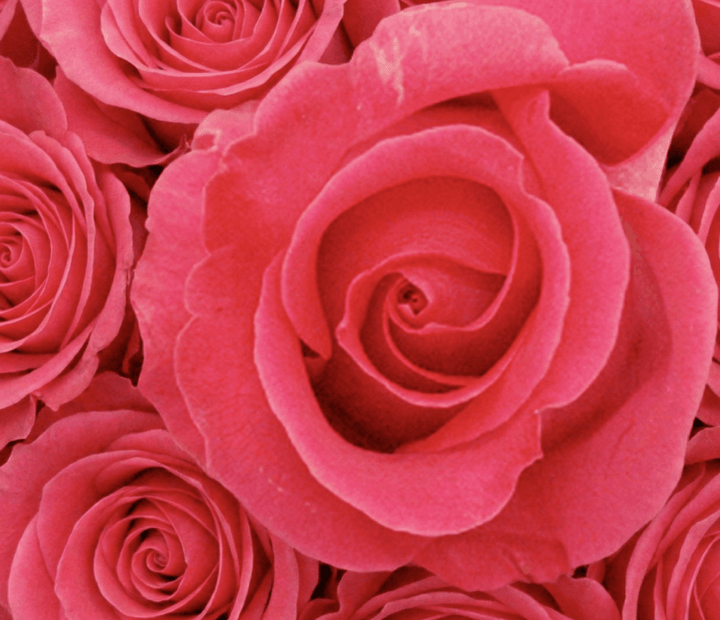 TOPAZ® by ROSEN TANTAU