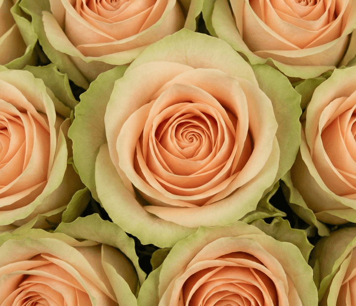 ESPERANCE® by DE RUITER