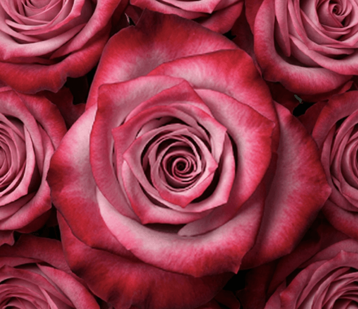 DEEP PURPLE® by DUMMEN ORANGE